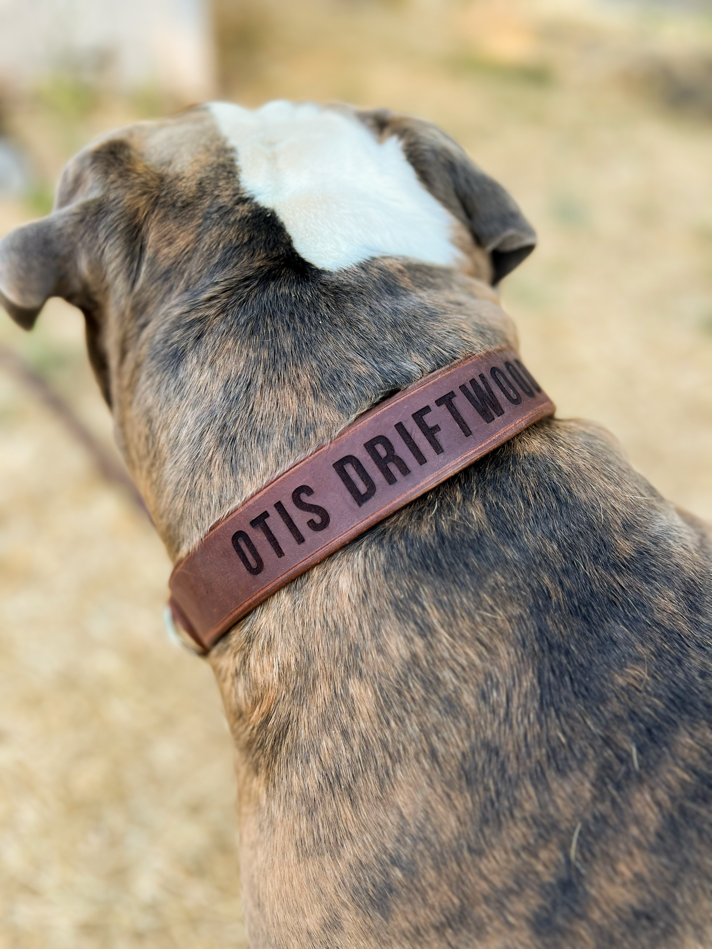 1.5" Leather Dog Collar