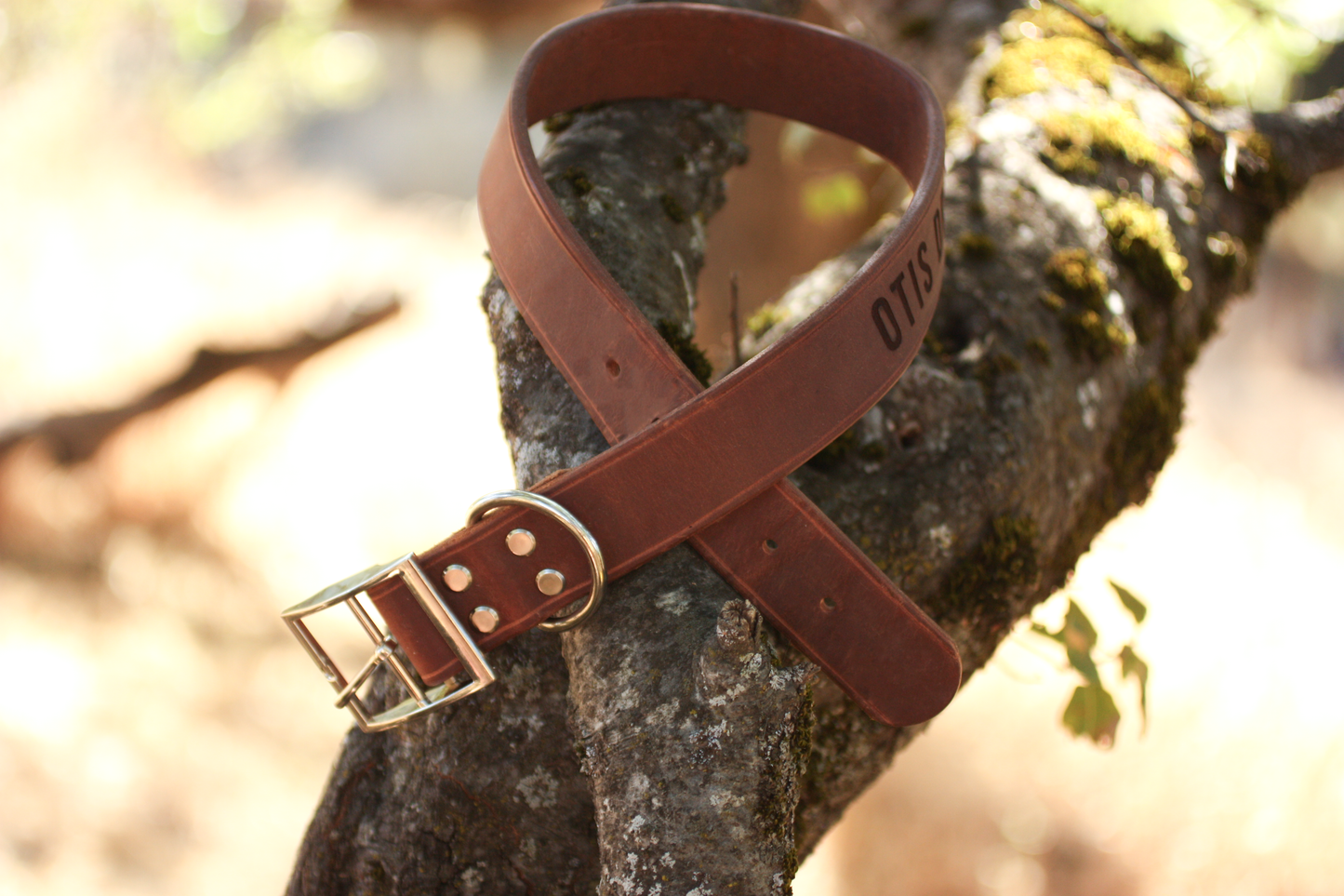 1.5" Leather Dog Collar