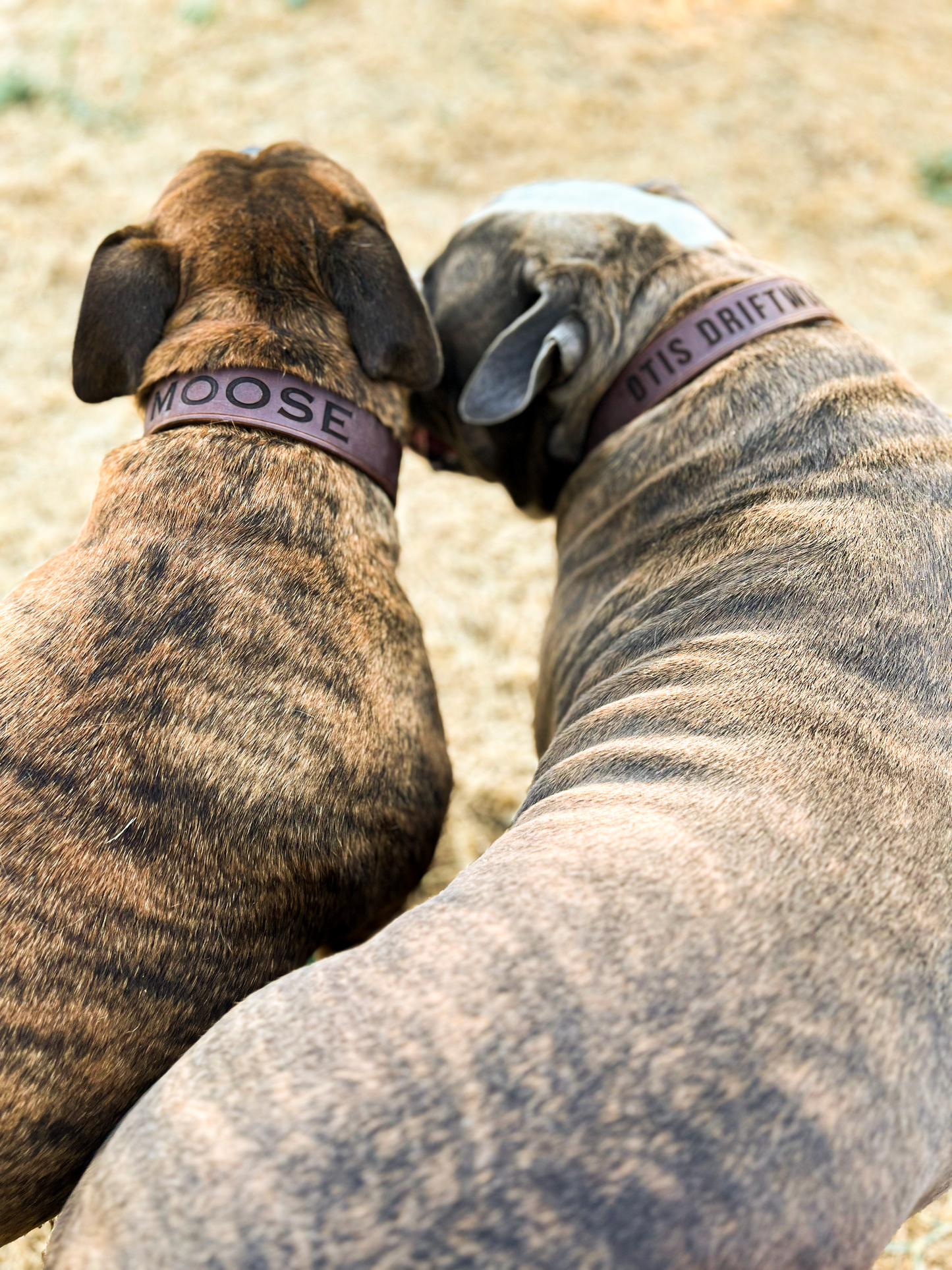 1.5" Leather Dog Collar