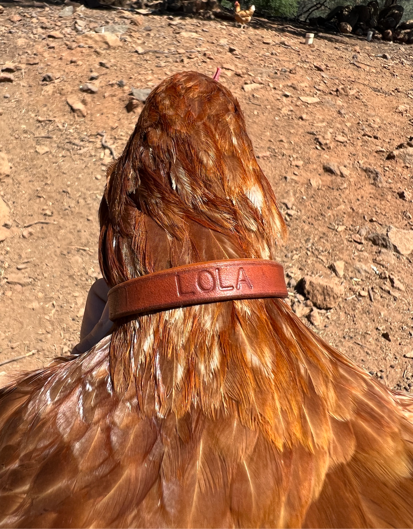 CHICKEN CHOKERS // Leather Hen Collars