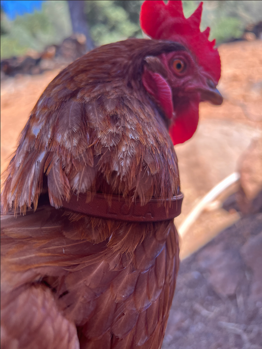 CHICKEN CHOKERS // Leather Hen Collars